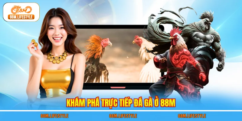 Khám phá trực tiếp đá gà ở 88M
