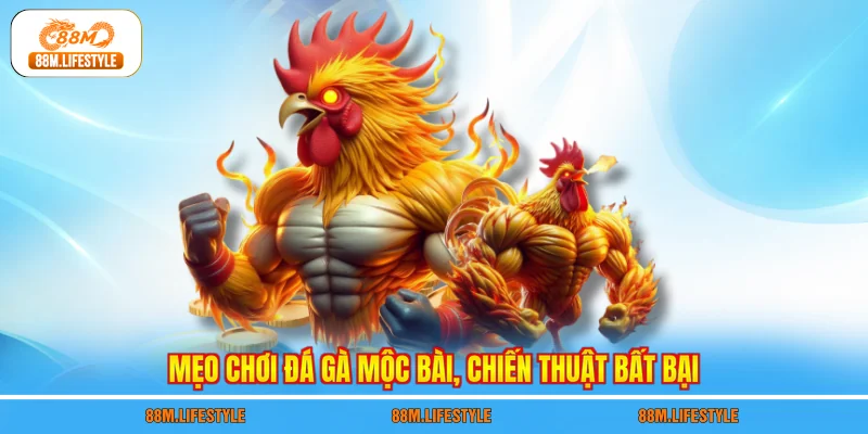 Mẹo chơi đá gà Mộc Bài, chiến thuật bất bại