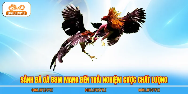 Sảnh đá gà 88M mang đến trải nghiệm cược chất lượng